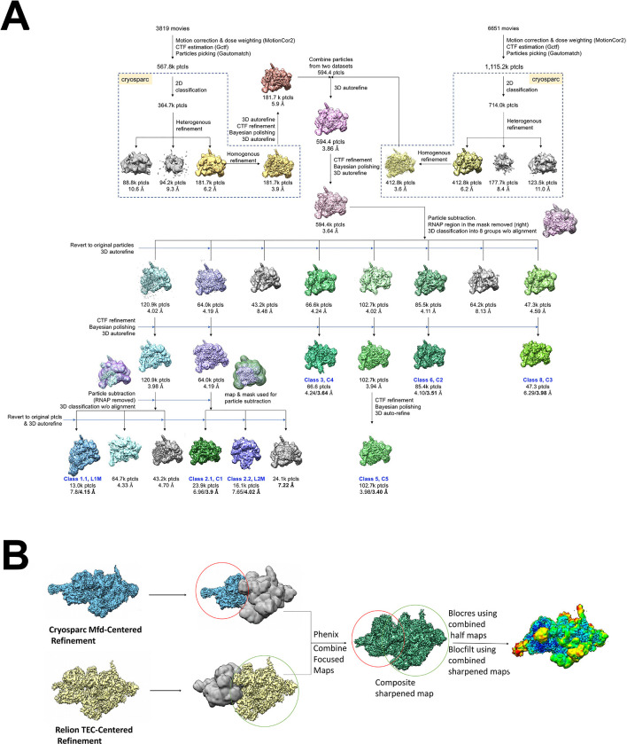 Figure 2—figure supplement 1.