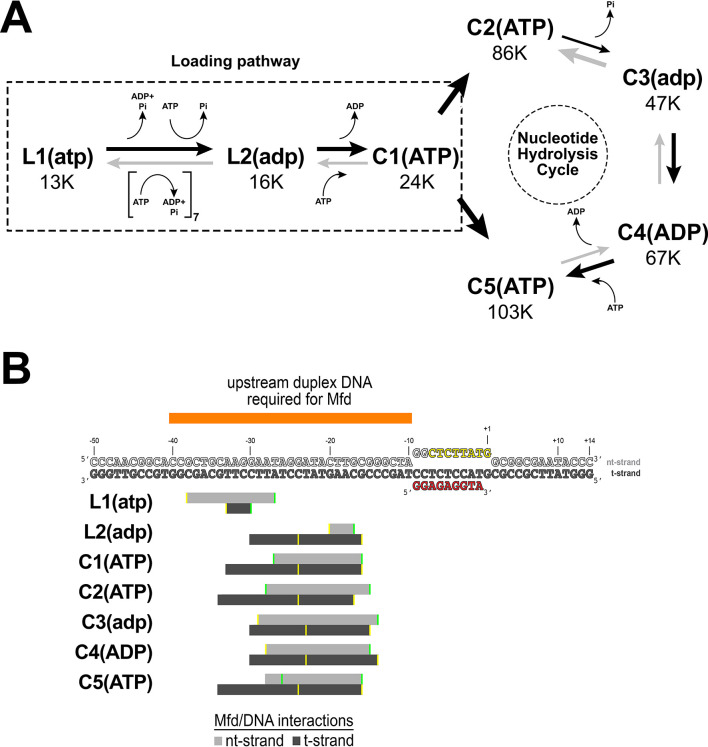 Figure 4—figure supplement 1.