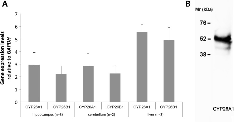 Fig. 3