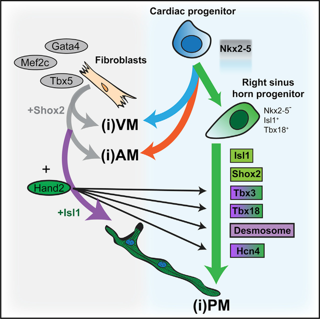 graphic file with name nihms-1530021-f0001.jpg