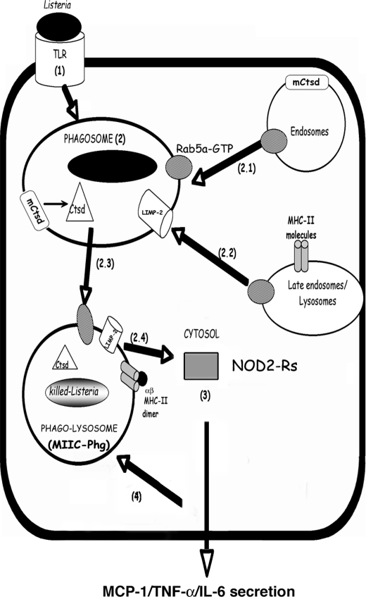 FIGURE 4.