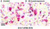 Figure 7: