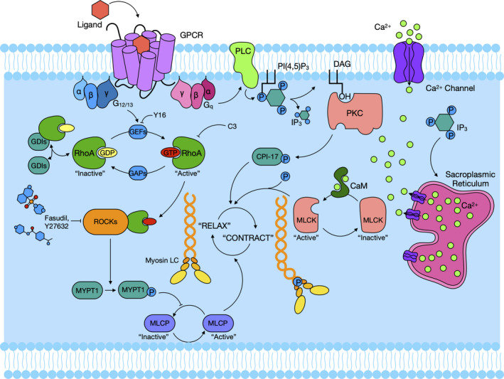 RhoA/Rho‐kinases in asthma: from pathogenesis to therapeutic targets - PMC