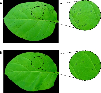 Figure 5.