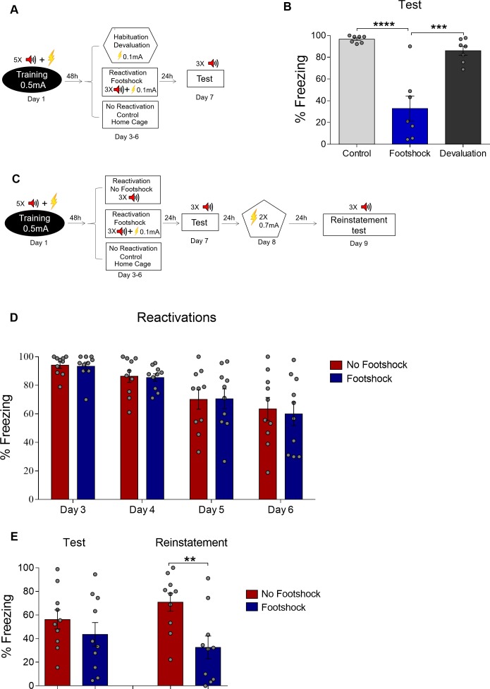 Figure 1—figure supplement 3.