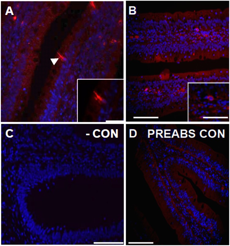 Fig 5