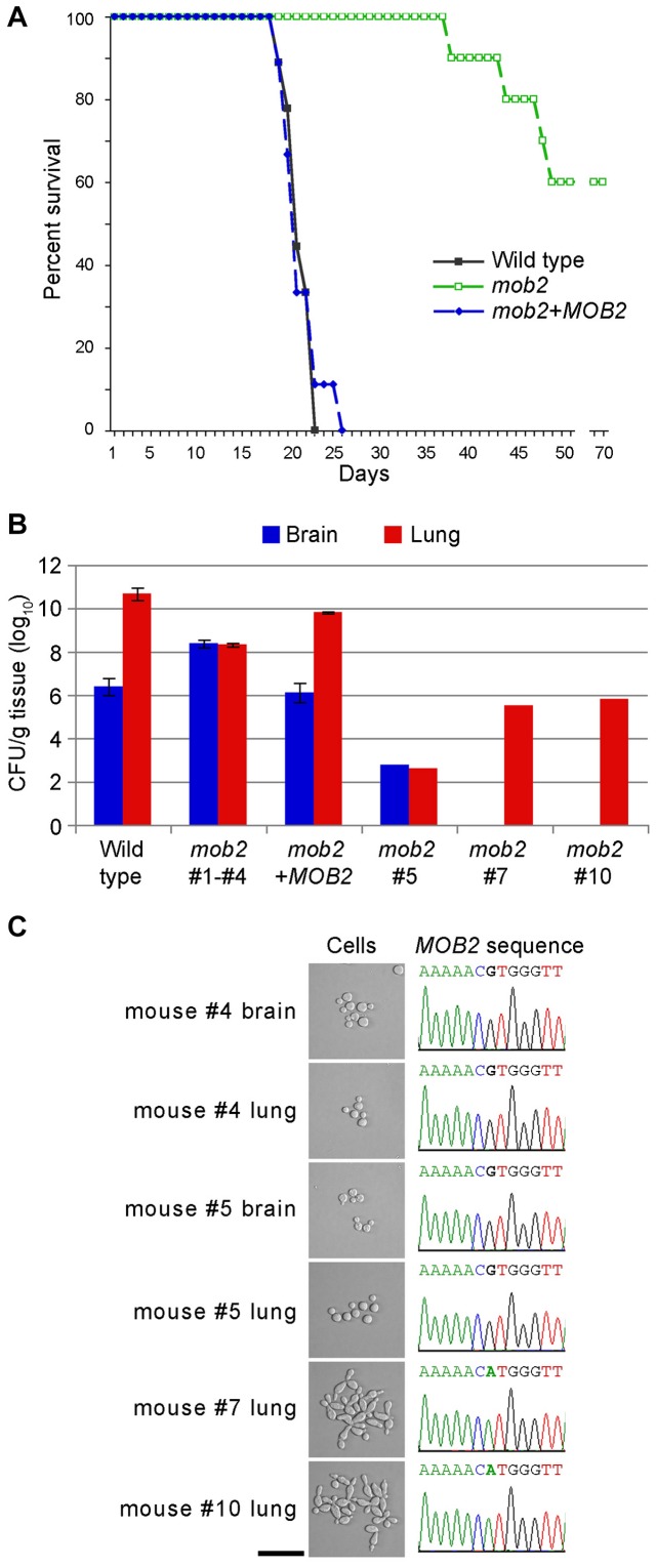 Figure 11