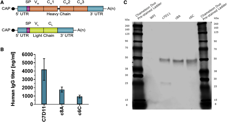 Figure 1