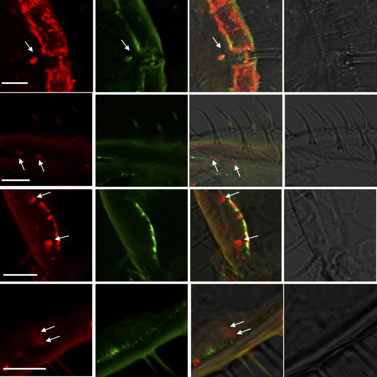 Figure 2—figure supplement 1.