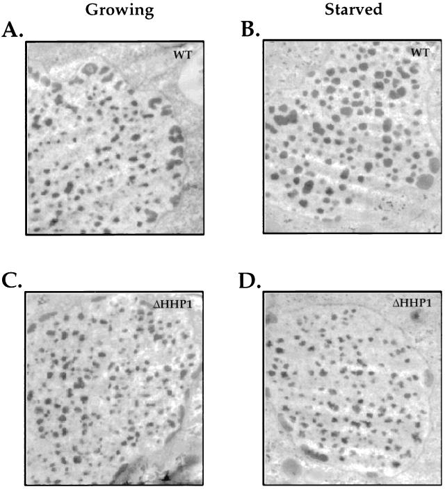 FIG. 5