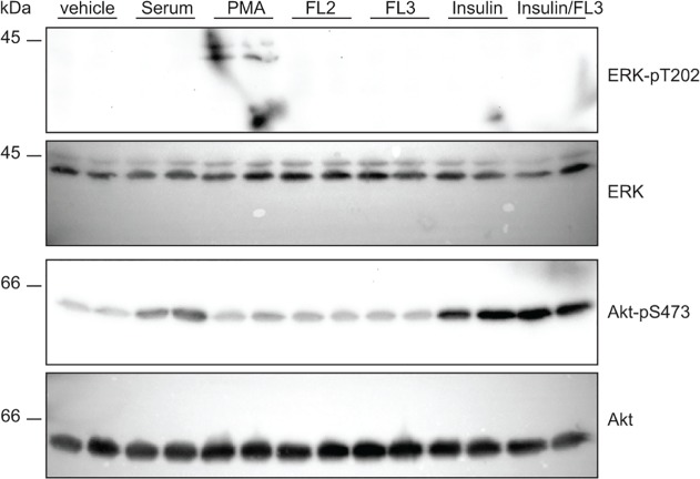 Fig 5