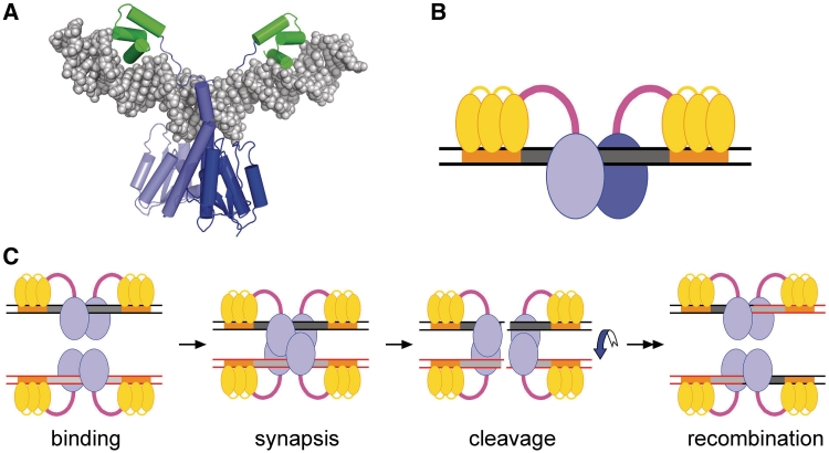 Figure 1.