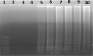 Fig 5