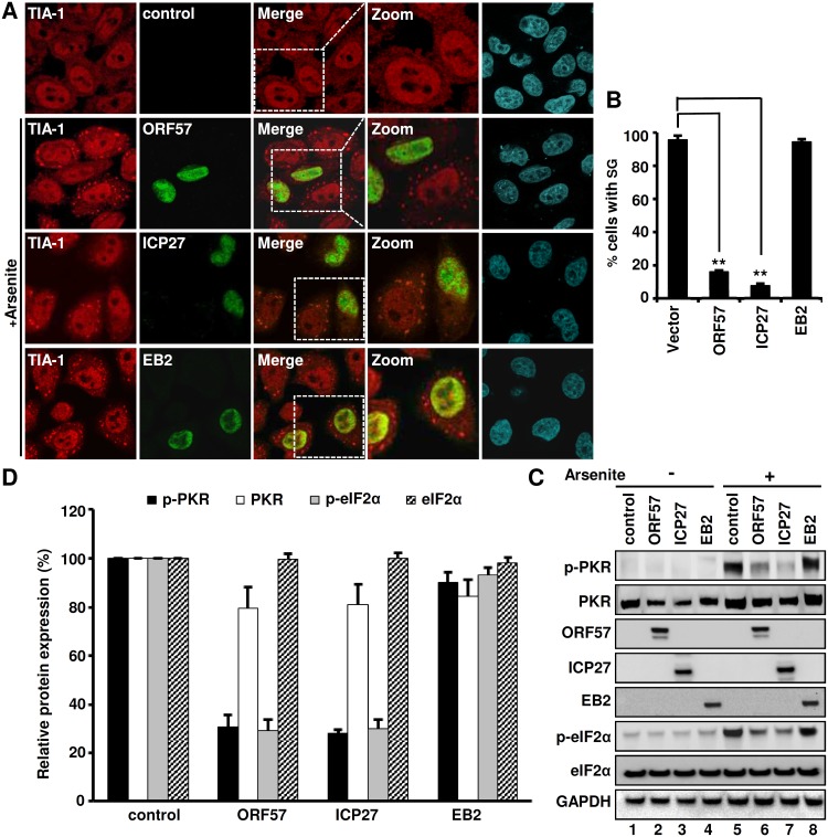 Fig 11