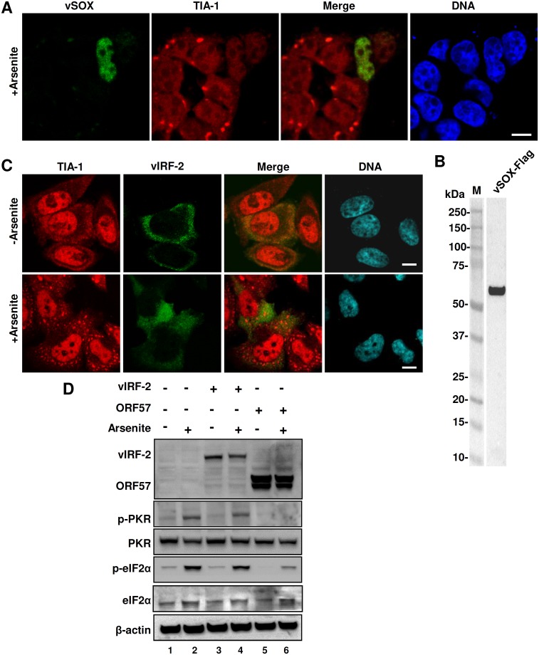 Fig 9