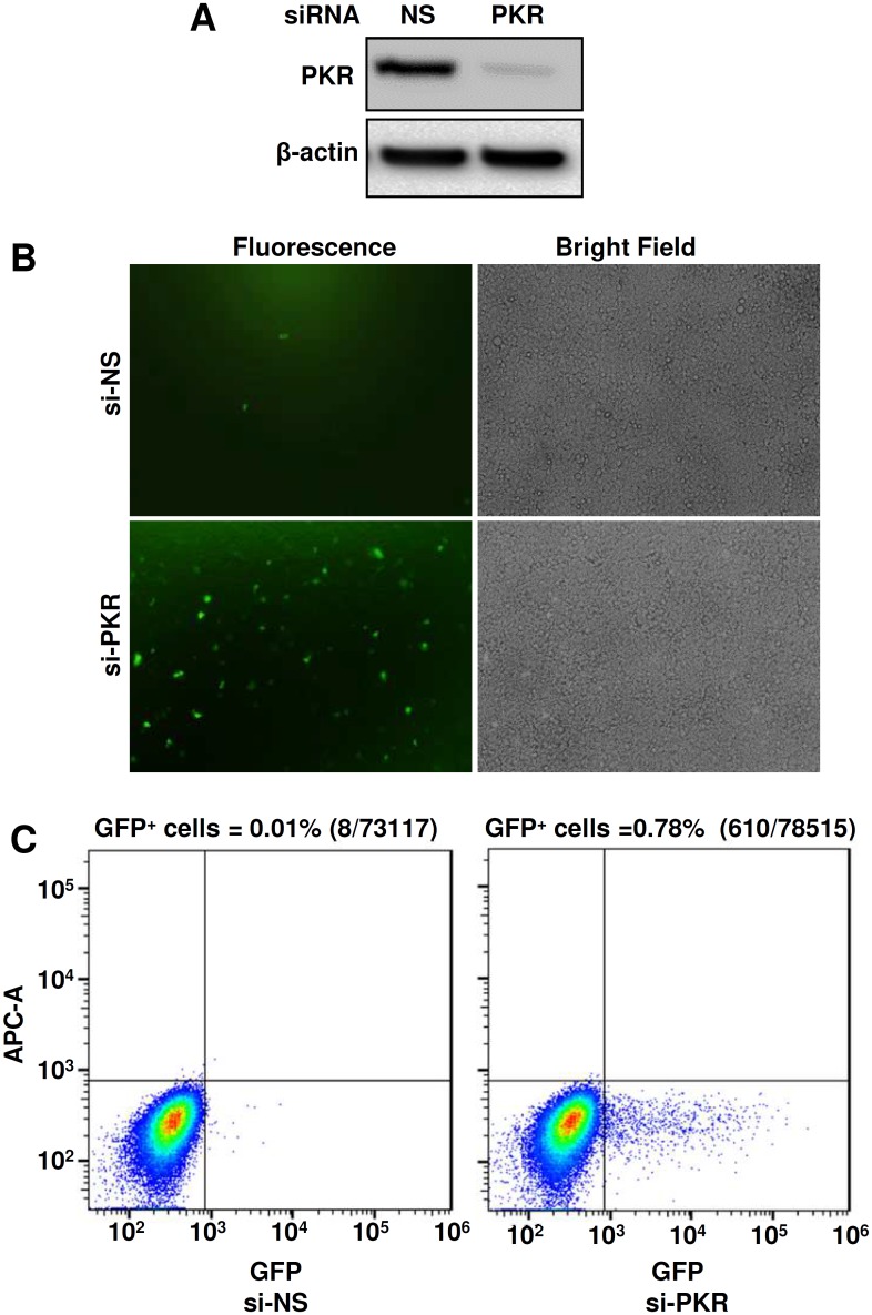 Fig 10