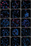 <sc>Fig</sc>. 6.—
