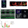 Figure 2—figure supplement 1.