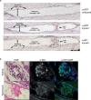 Figure 1—figure supplement 2.