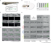 Figure 1—figure supplement 1.