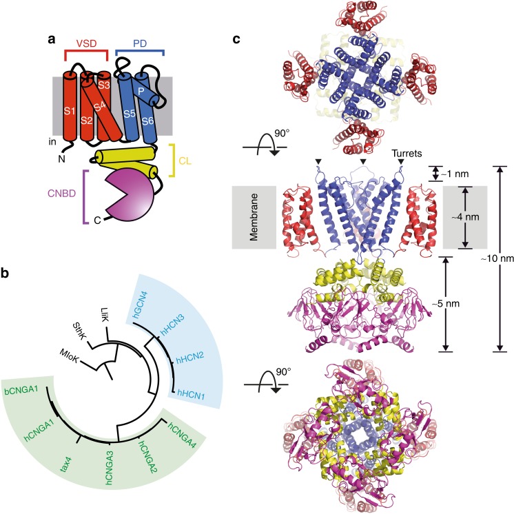 Fig. 1