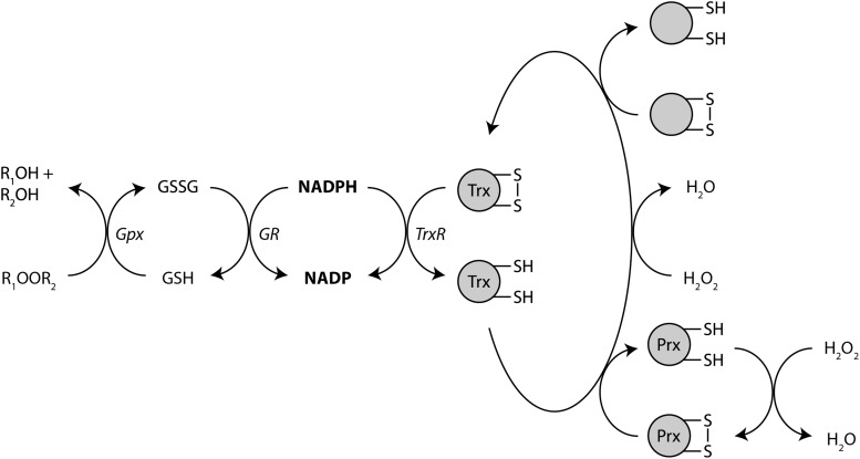 FIG. 13.