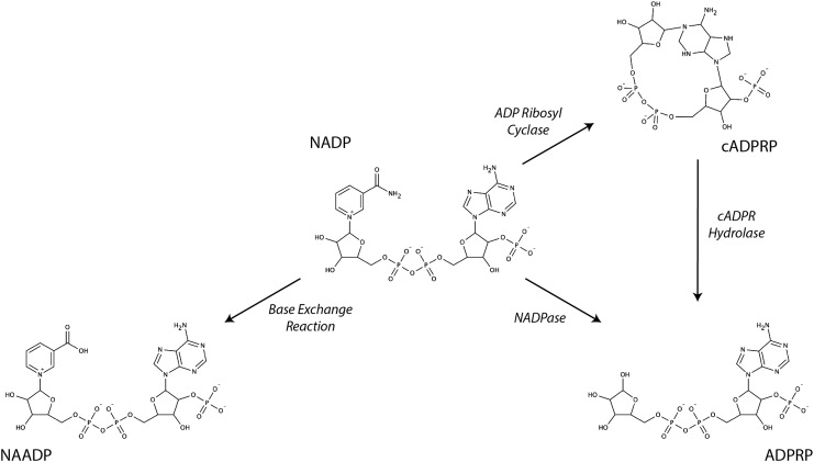 FIG. 3.