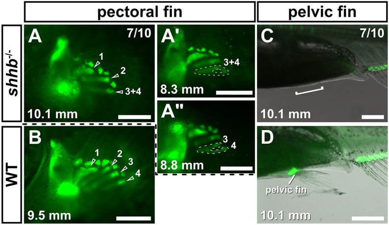 Fig. 4.