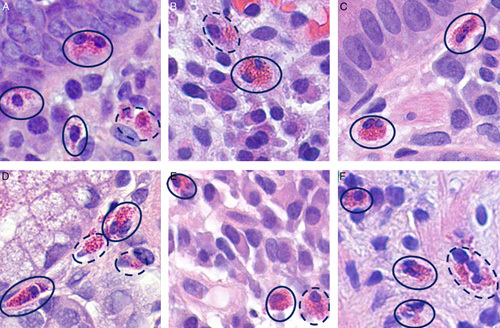 FIGURE 3