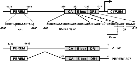 FIGURE 1.