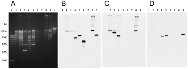 FIG 3 