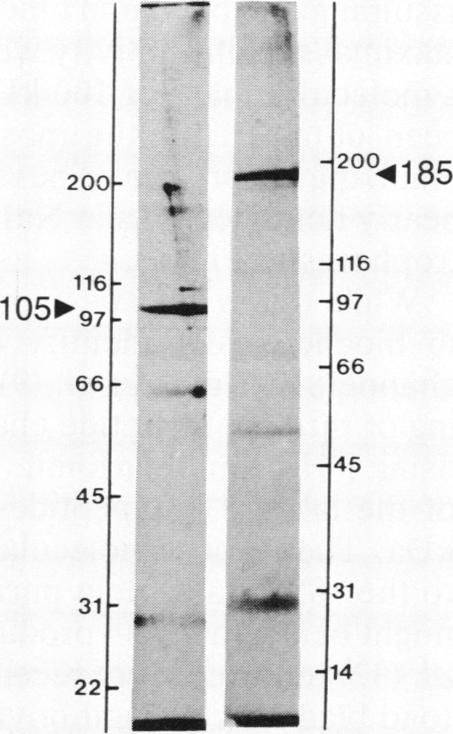 graphic file with name pnas00279-0183-a.jpg