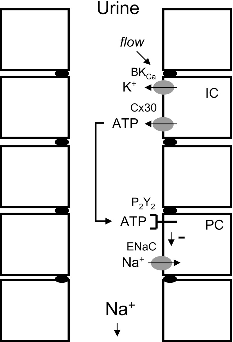 FIGURE 7.