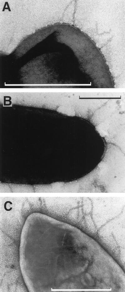 FIG. 6