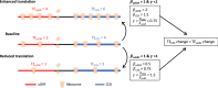 Figure 3—figure supplement 4.