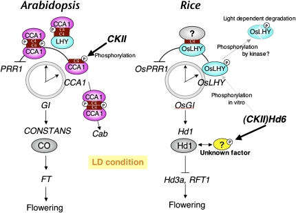 Figure 10.