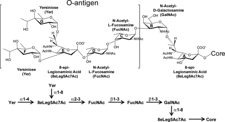 FIGURE 13.