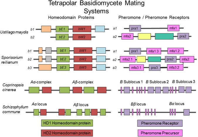 FIGURE 3