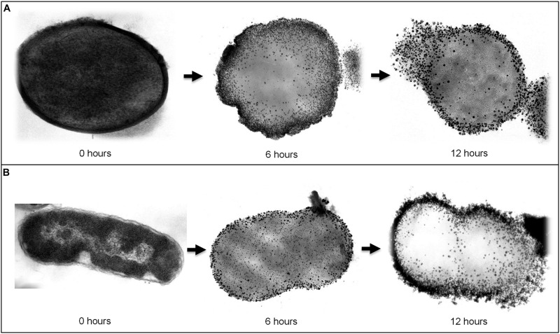 FIGURE 4