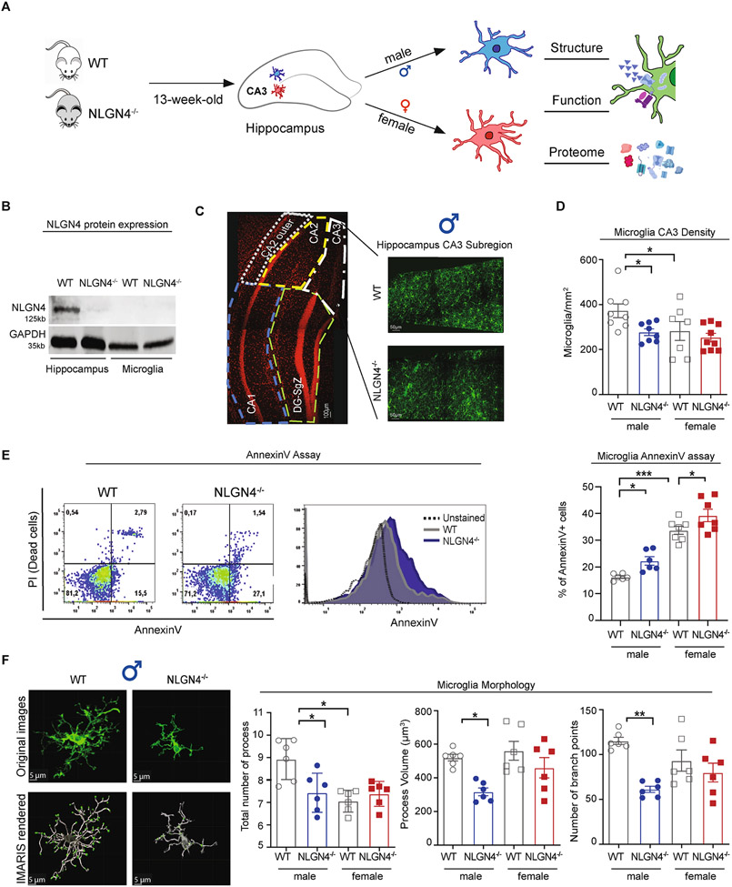 Sex specific microglia state in the neuroligin 4 knock out mouse model