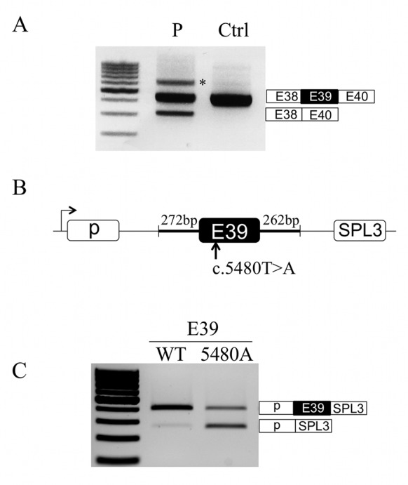 Figure 1.