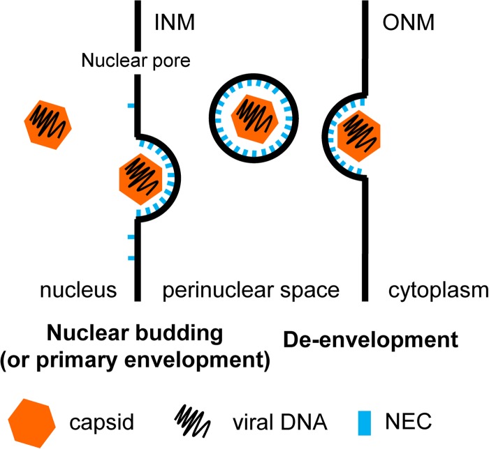 FIG 1