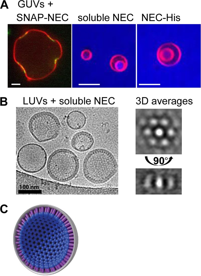 FIG 2