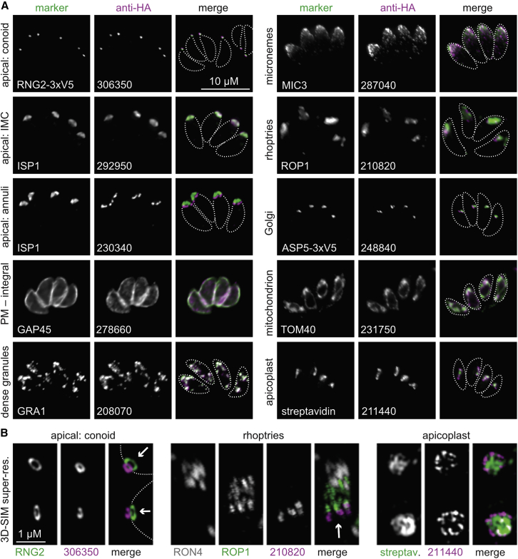 Figure 2