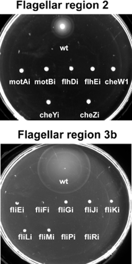 Fig 6