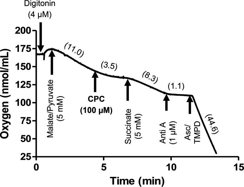 Line graph plotting concentration of oxygen in nanomole per milliliter (y-axis) across time (x-axis).