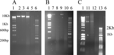 FIG. 6.