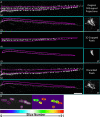 Figure 2—figure supplement 3.