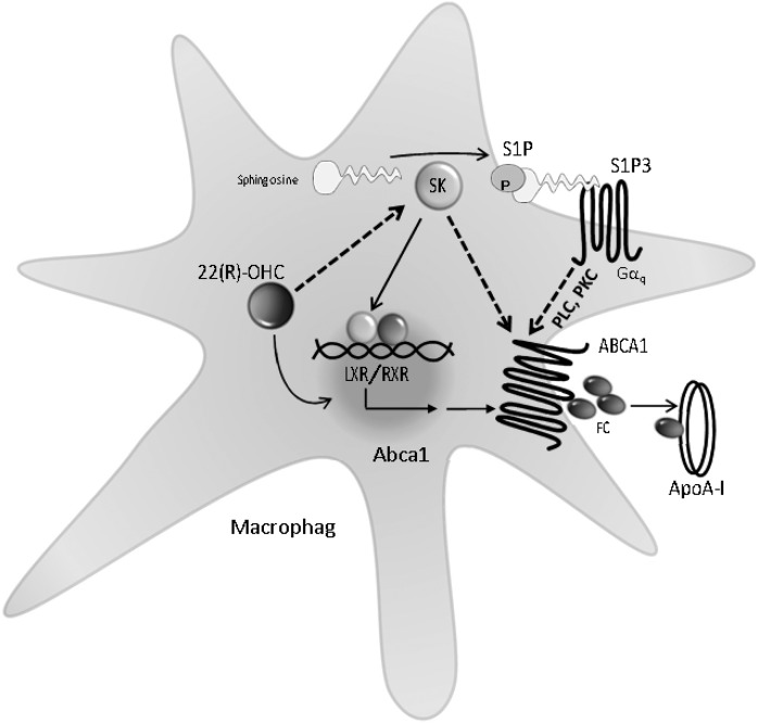 Fig. 6.