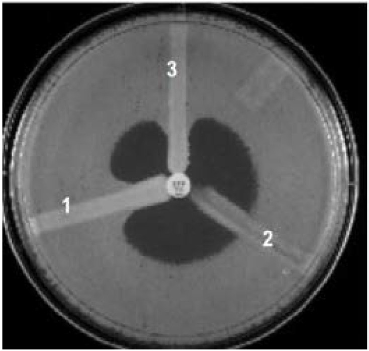 Fig. 10